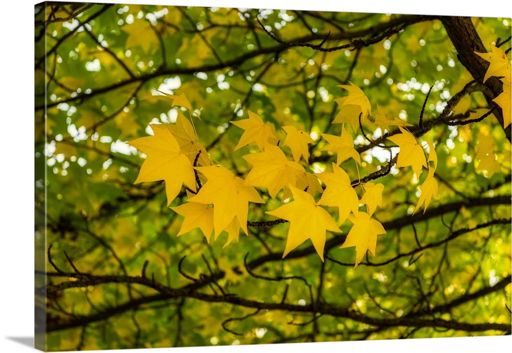 Yellow leaves in the autumn wind