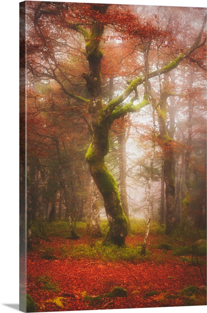 A moss-covered tree in a misty fall forest.