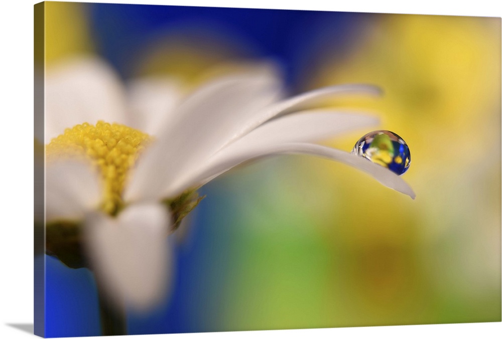 A photograph of a white flower with a water droplet hanging from the end of one of its petals.