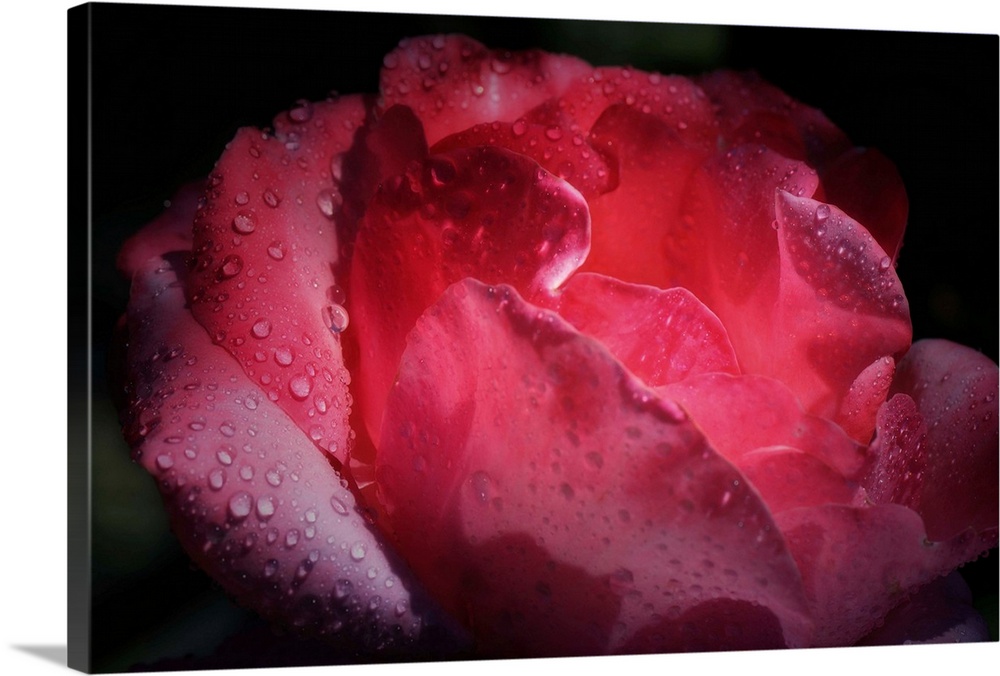 Close up of a rose covered in dew