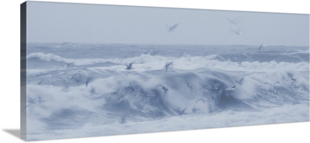 Artistically blurred photo. Early in the morning, seagulls in search for food hover over the waves on a stormy day.