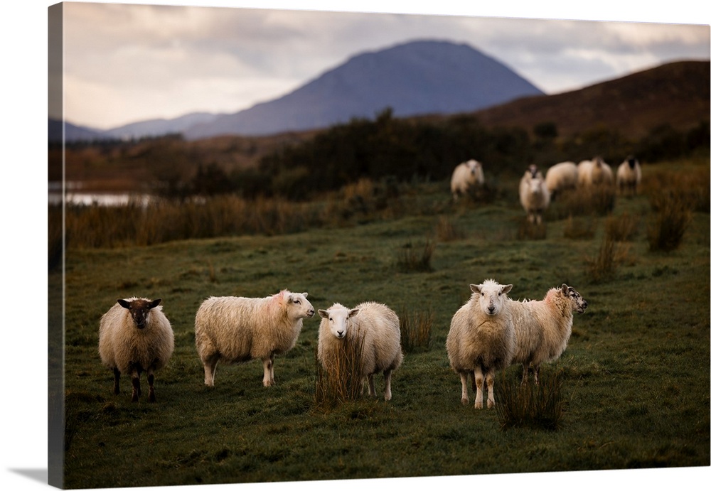 Irish sheep near Connemara National Park, Ireland.