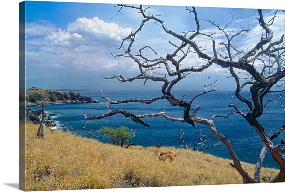 Landscape photograph on a big wall hanging of dried out tree branches overlooking Papawai Point, where blue waters meet a ...
