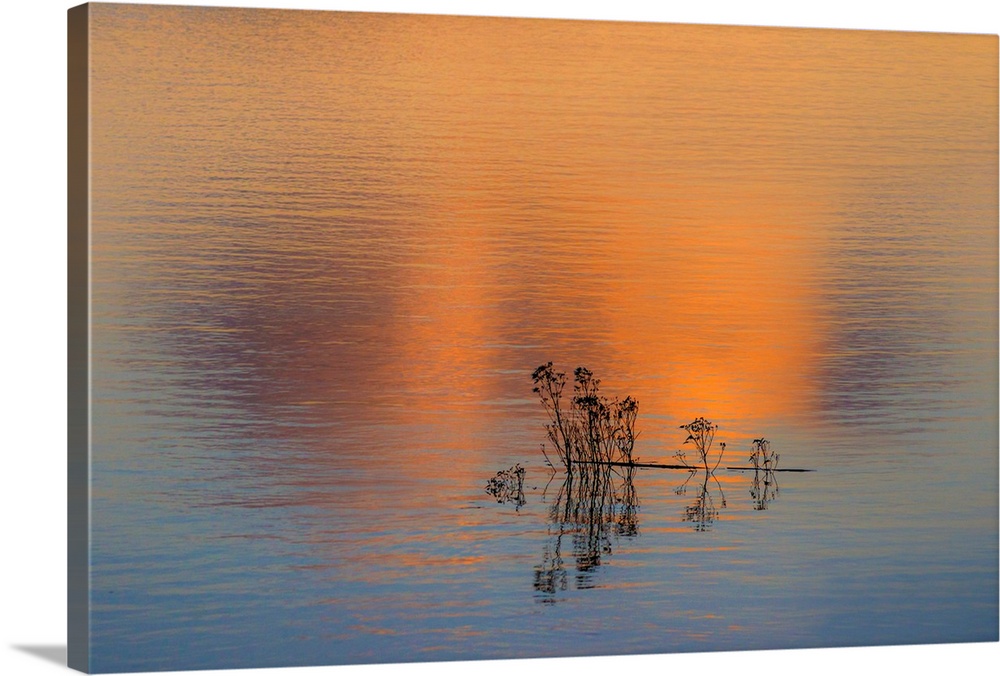 Fine art photo of a small group of silhouetted reeds in a lake at sunset.