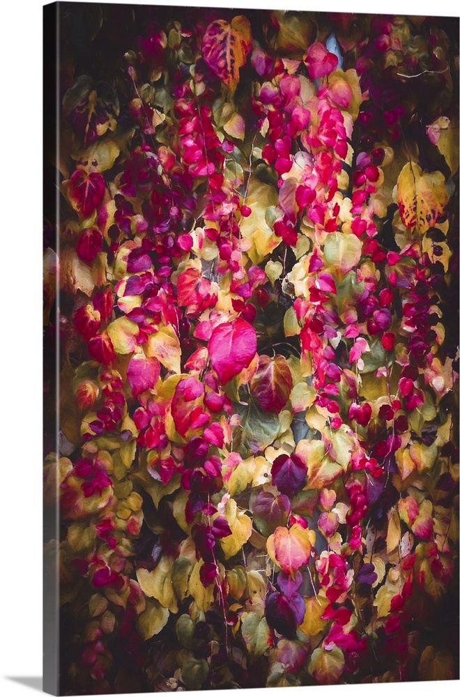Vibrant foliage in a kaleidoscope of colors, including shades of pink, purple, and green, creates a lush, cascading effect...
