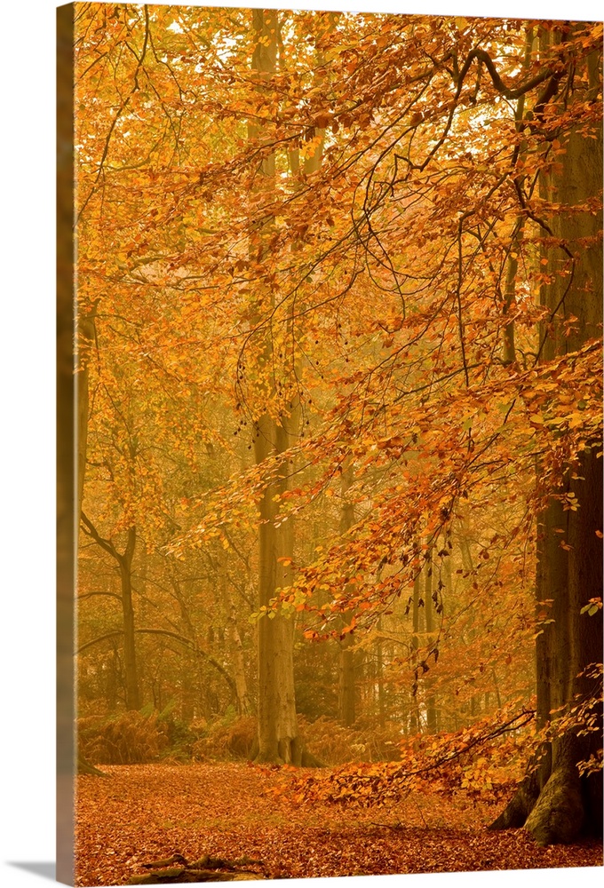 A misty tranquil golden autumn woodland with a tree covered in yellow leaves.