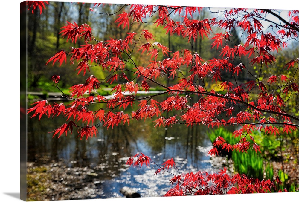 Japanese Maple blooming at Lakeside, Far hills, New Jersey.