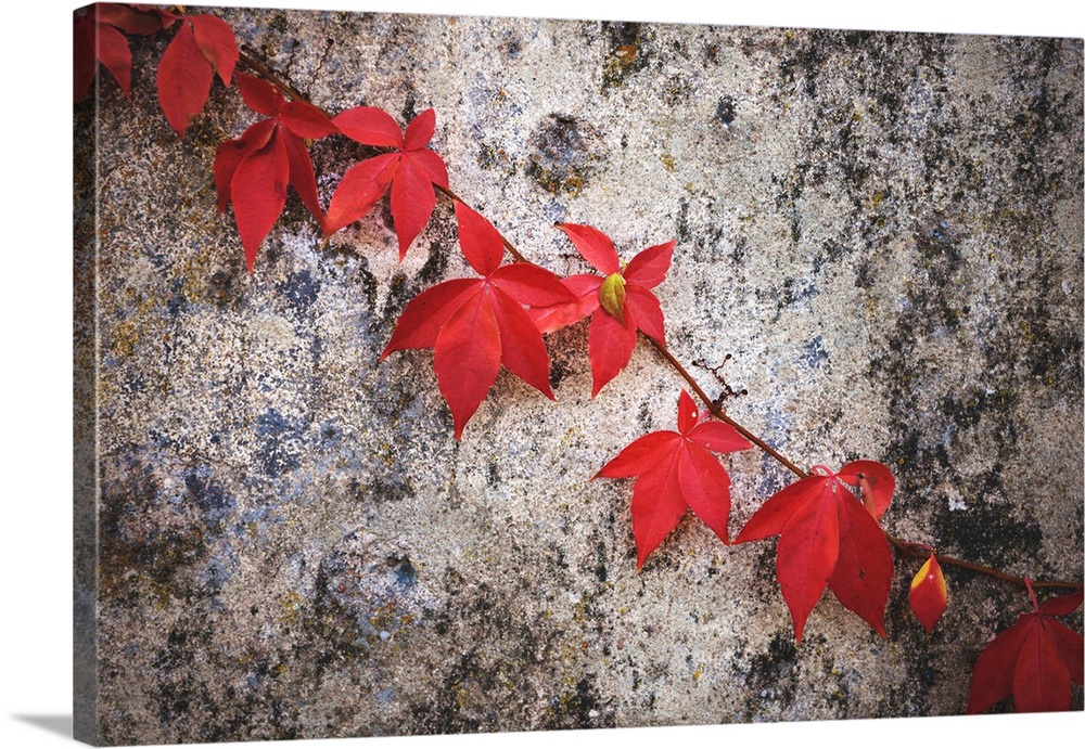 A vine with red leaves against a concrete wall.