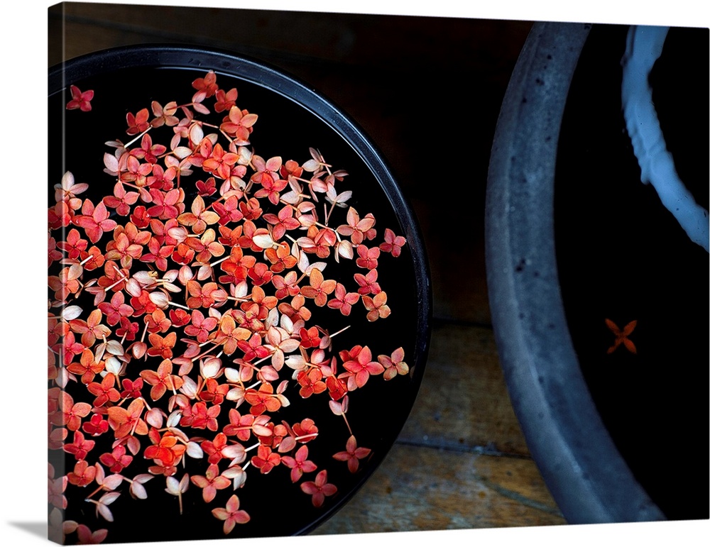 Fine art photograph of pink Jasmine flowers floating in a pot.