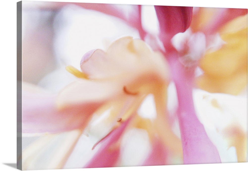 Artistically blurred view of the petals of a honeysuckle flower, touching you like a dream, just before you wake up.