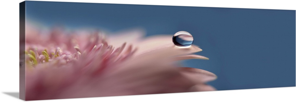 A water drop on the petal of a gerbera's petal.