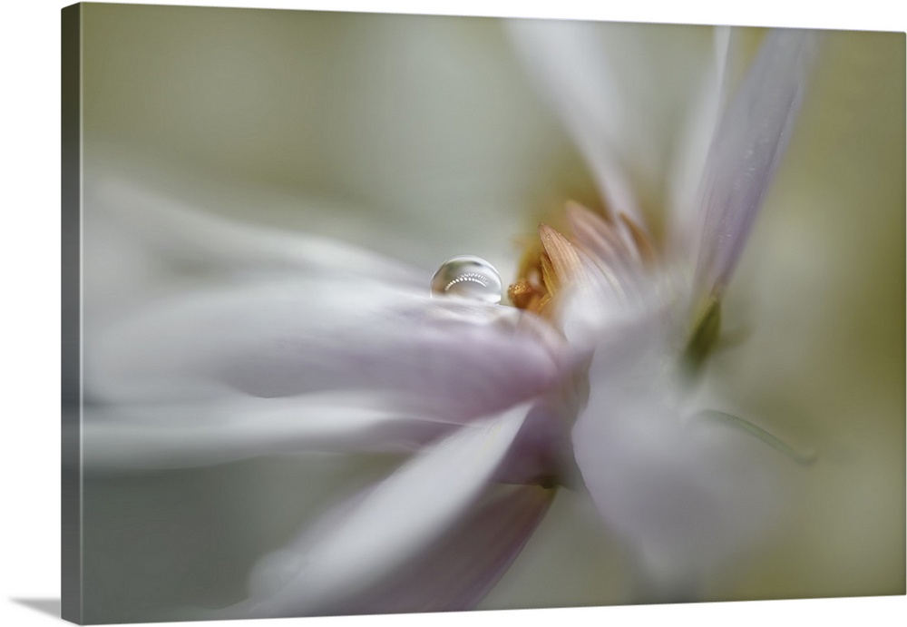 A photo of a flower head, shot with a large aperture to achieve a soft and ethereal feeling. A drop of water is placed on ...