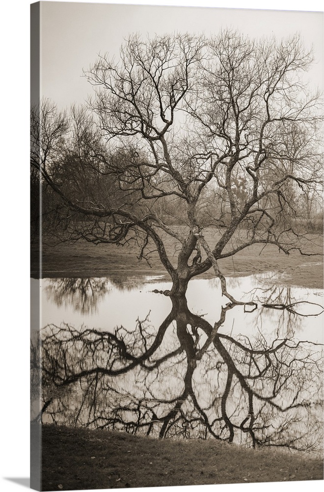 A leafless tree stands beside a calm body of water, casting an intricate reflection on the surface. The sepia tones create...