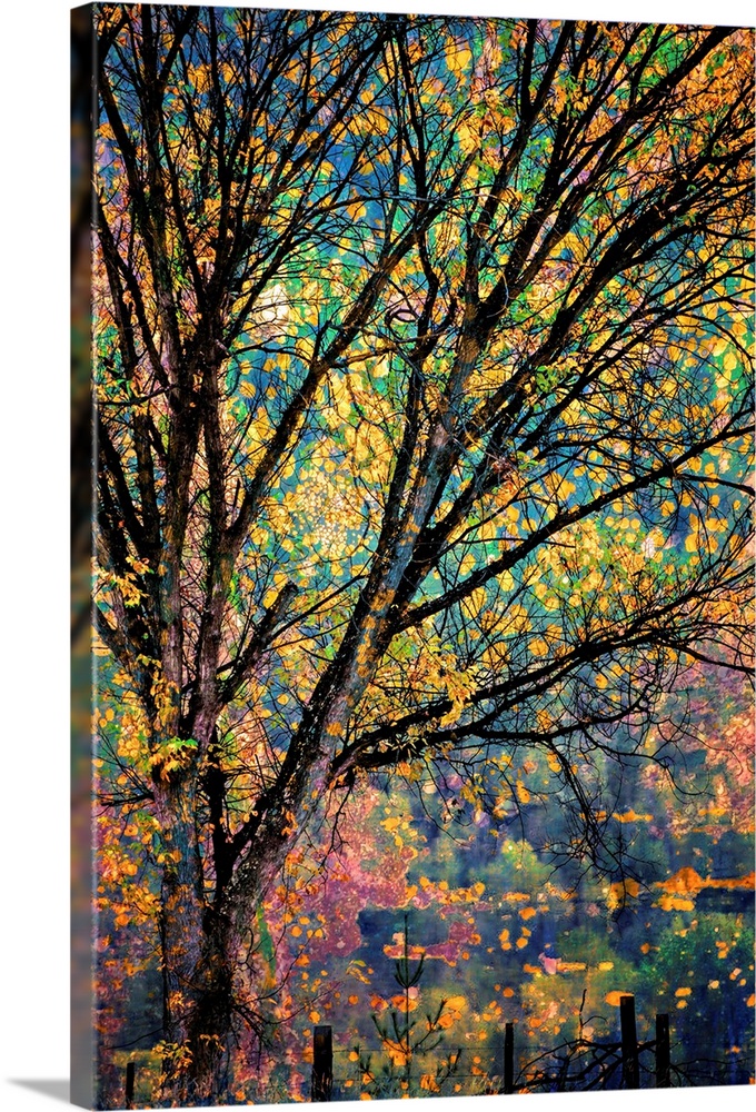 Artistic photograph of a tree will brilliant autumn foliage.