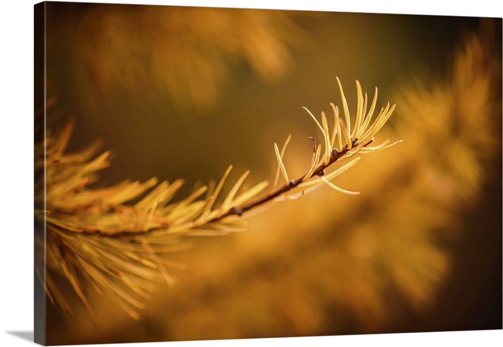 Closeup of the tip of an alpine larch tree branch, gold, in the mountains.
