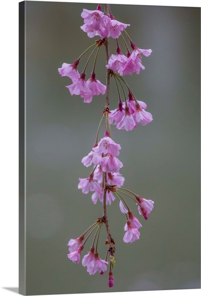 Fine art photograph of delicate pink cherry blossoms.