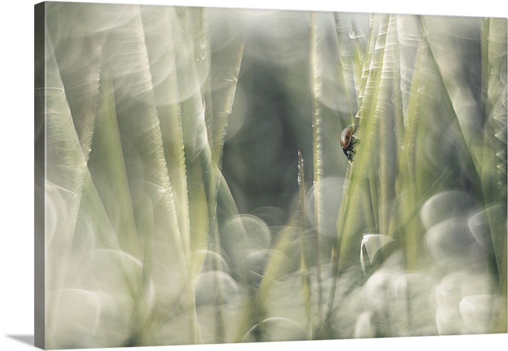Several images of straw taken with a Helios lens that gives these beautiful reflections and the soft expression. Photograp...