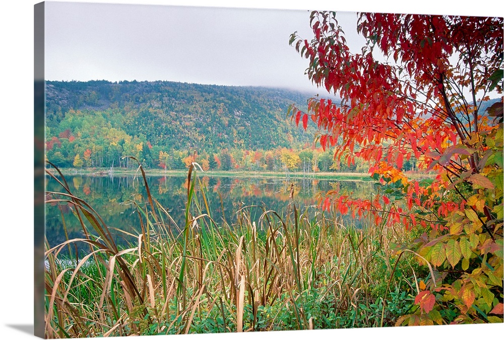 A large photograph taken of a lake with tall grass and trees in the foreground. Autumn colored trees show on the other sid...