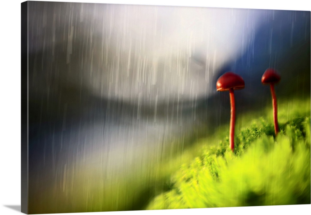 Dreamlike photograph of two mushrooms with long skinny stems, standing next to each other in the rain.