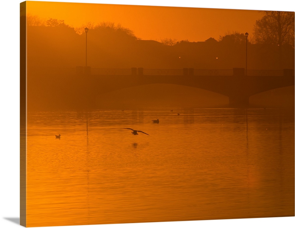 A small flock of waterfowl approaching the water in harsh orange light from the setting sun.