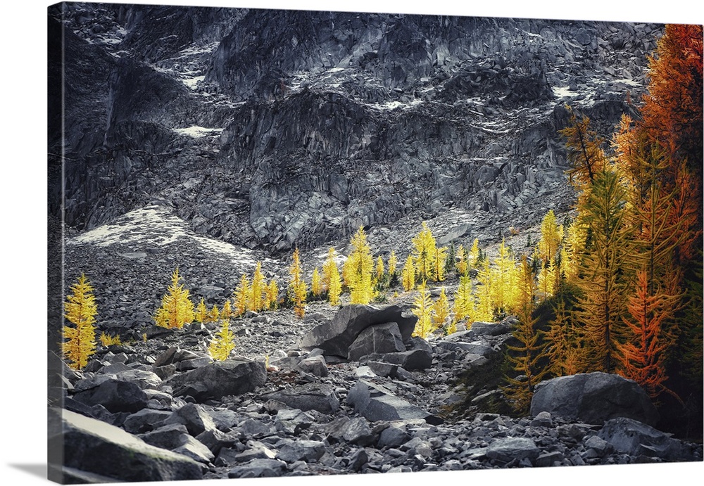 Long-distance close-up of a group of larches in their full, golden Autumn glory, with the backdrop of silvery blue rocks o...
