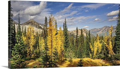 Larches And Fir