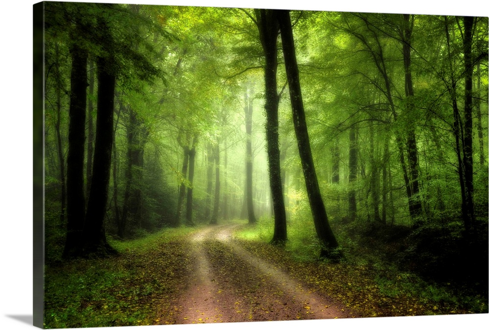 Green nature path crossing the forest of Broceliande in France with big colored differents trees.