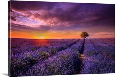 Lavender at Sunset