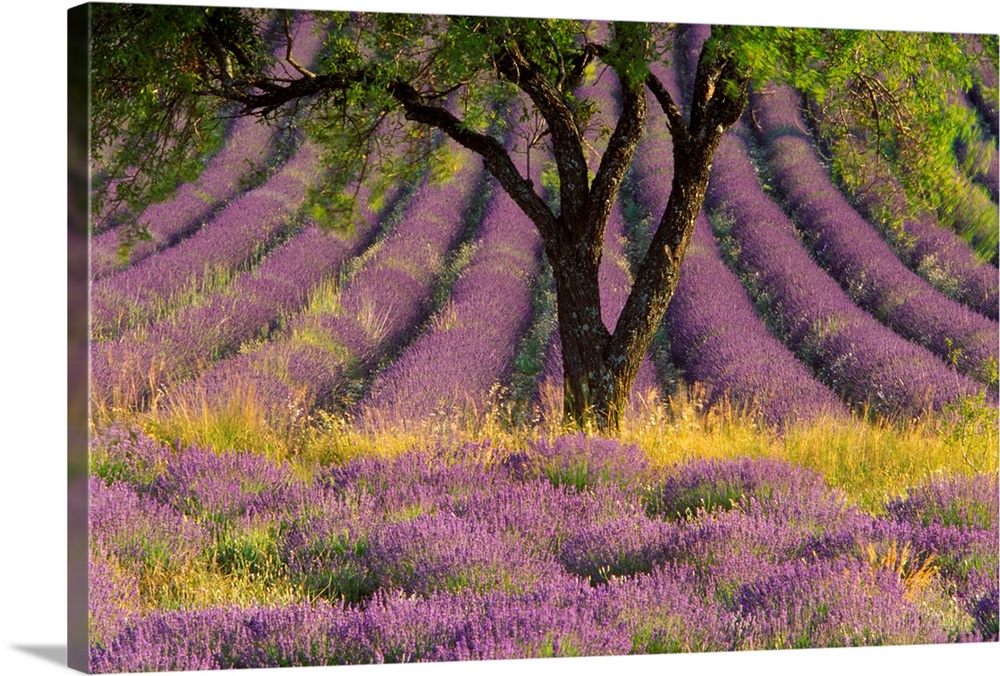 Landscape photograph of a single tree surrounded by a field with rows of lavender, in the Sault region, Provence, France.
