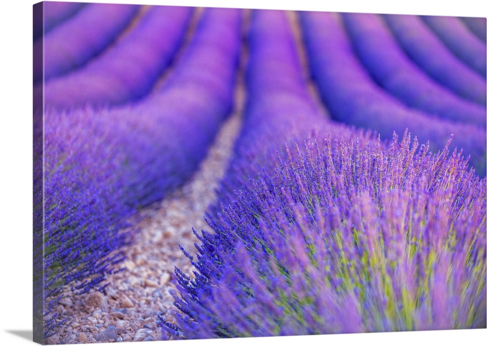 Huge lavender fields found in Provence in the south of France. The deep purple color and the lavender scent make this expe...