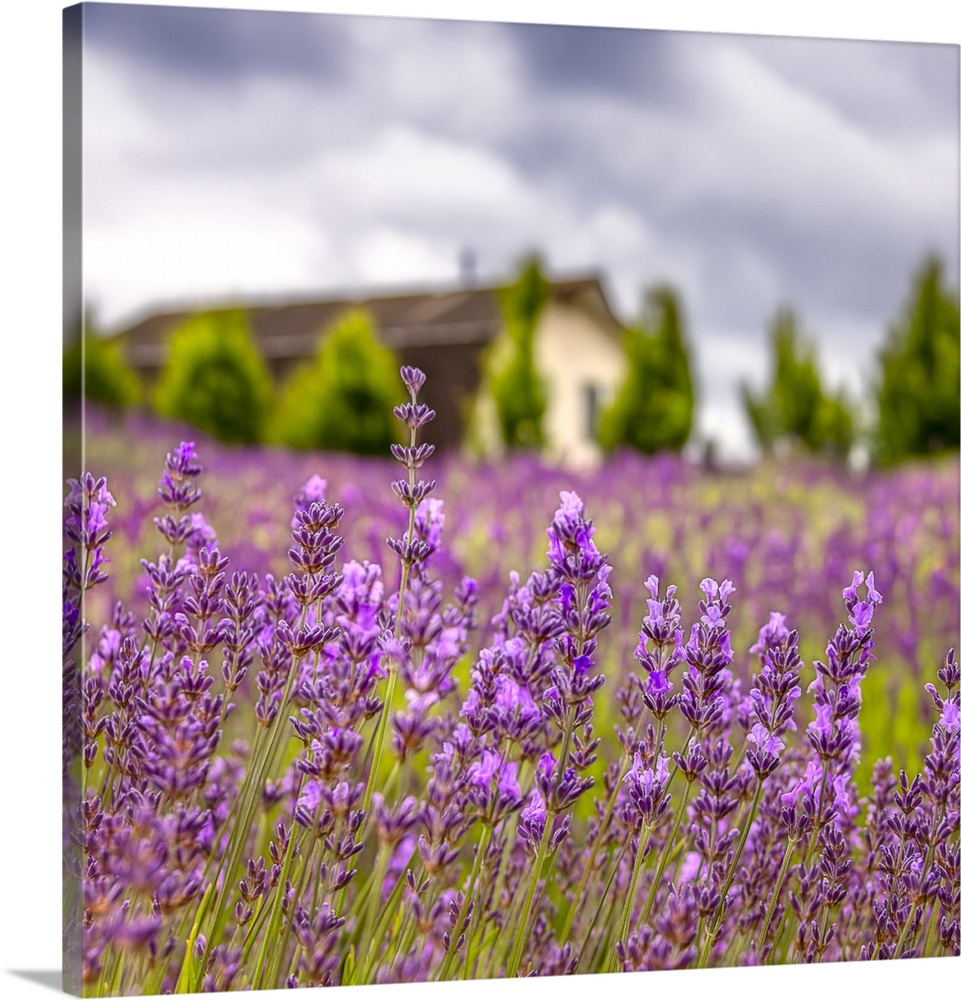 Painterly lavender garden with a home in the background.