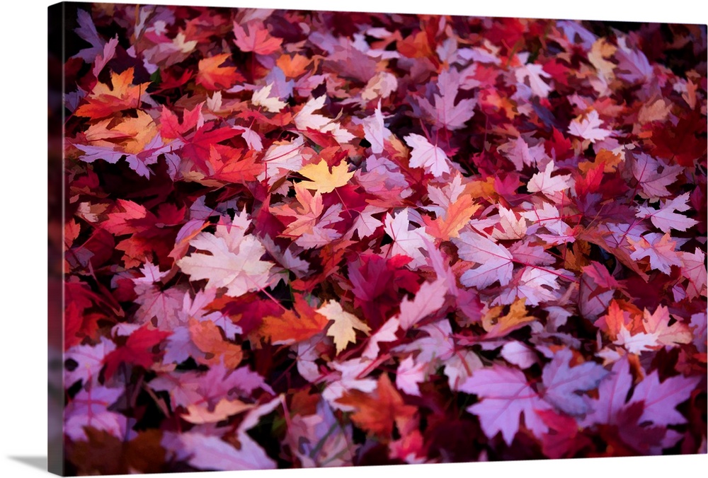 Forest floor covered in purple and red leaves in the fall.