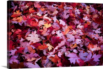 Leaves Carpet