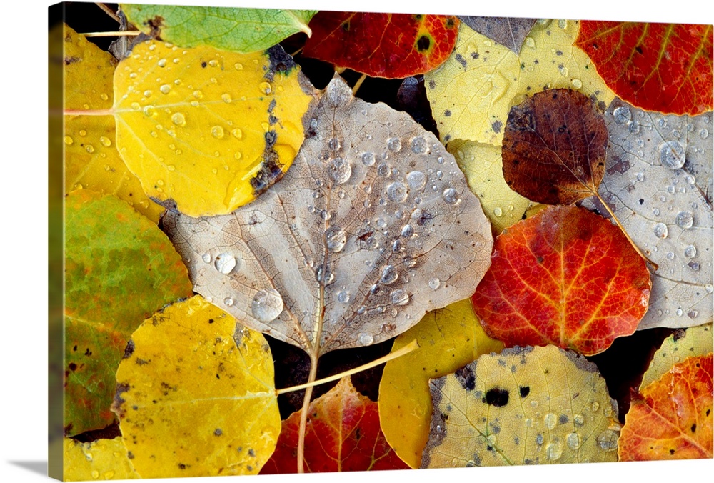 Photograph of leaf collage in fall colors.  The veins in the leaves are visible and they have water drops on top of them.