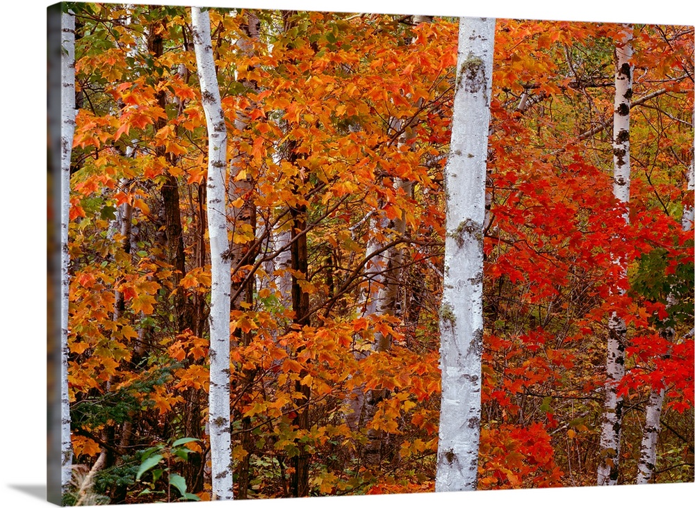 A landscape photograph of birch trees in an autumn forest.