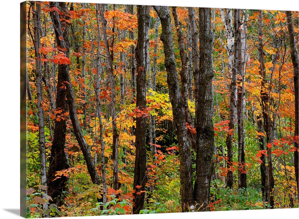 Huge photograph displays the beautiful Fall colors of the leaves on the trees and surrounding vegetation found within Supe...