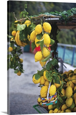 Lemon Strands At A Street Vendor, Amalfi, Italy