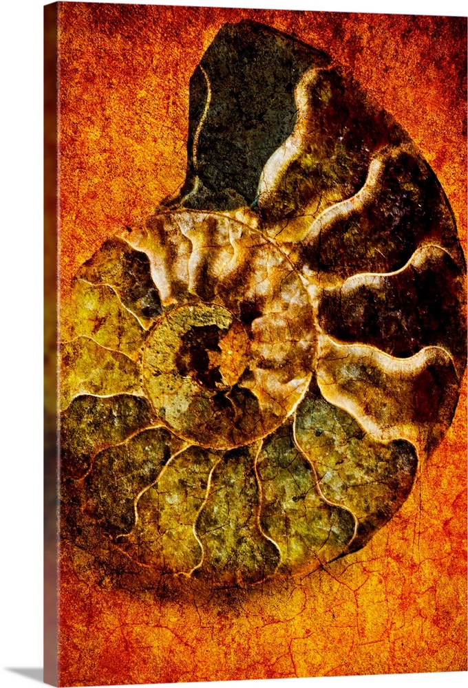 This large piece is artwork of a ammonoidea fossil against a warm toned background.