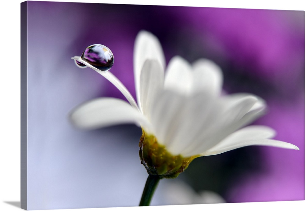 A large droplet of water balancing on the edge of a white daisy petal.
