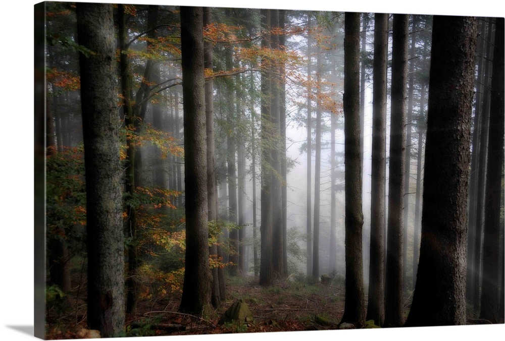Quiet, misty forest with leaves starting to turn in early autumn. Sunbeams radiate out from the center of the woods.