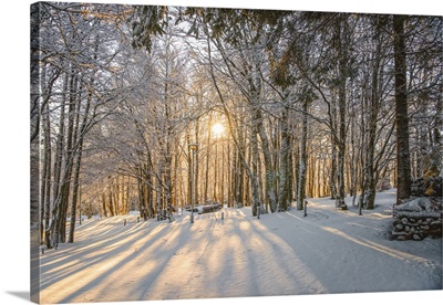 Light in the Snowy Forest