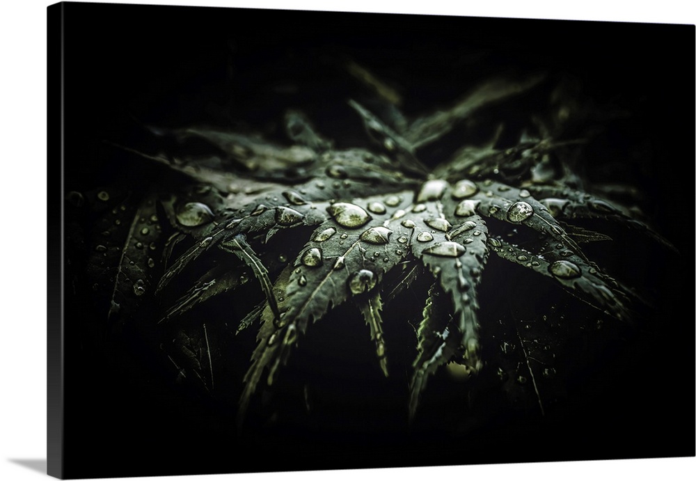 Raindrops glisten on the dark green leaves, adding a touch of brightness to the otherwise shadowy scene. The close-up focu...