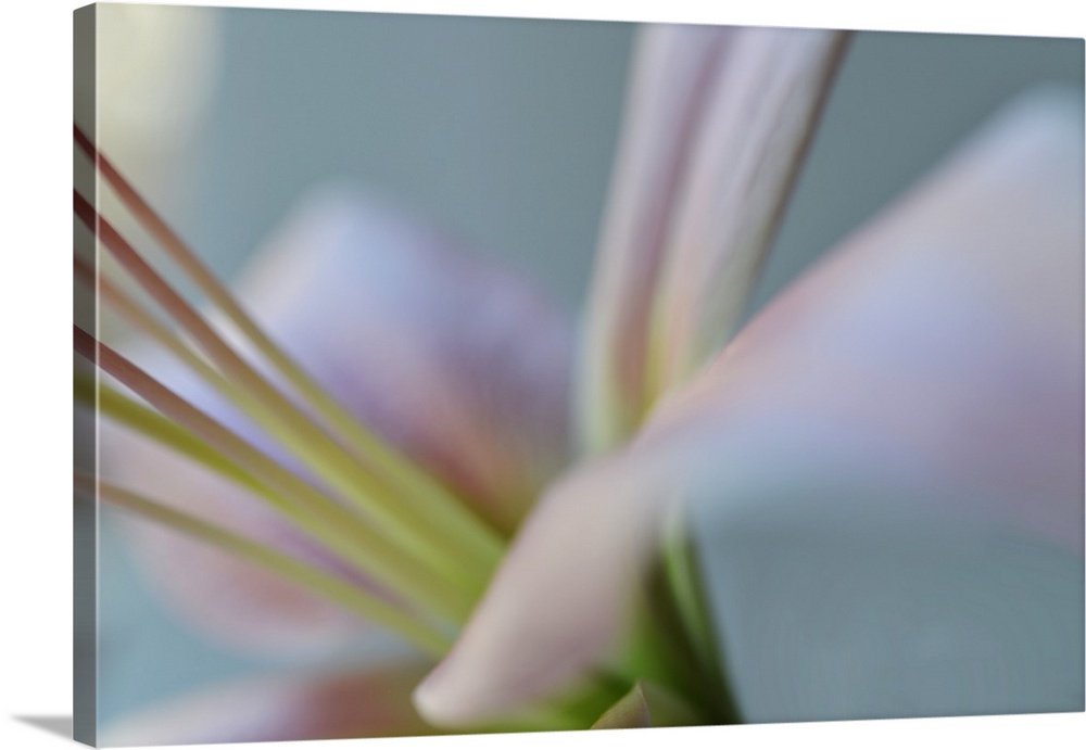 Close up photo of the center of a pale pink lily.