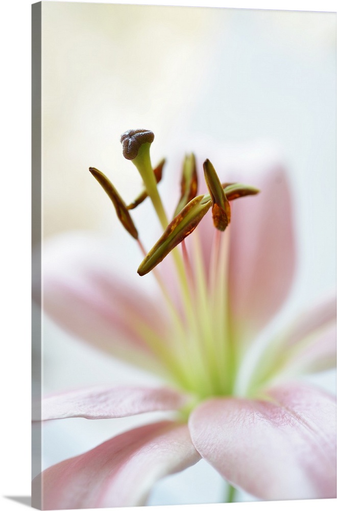 The stamen and pistil of a lily standing out against the pale pink petals.