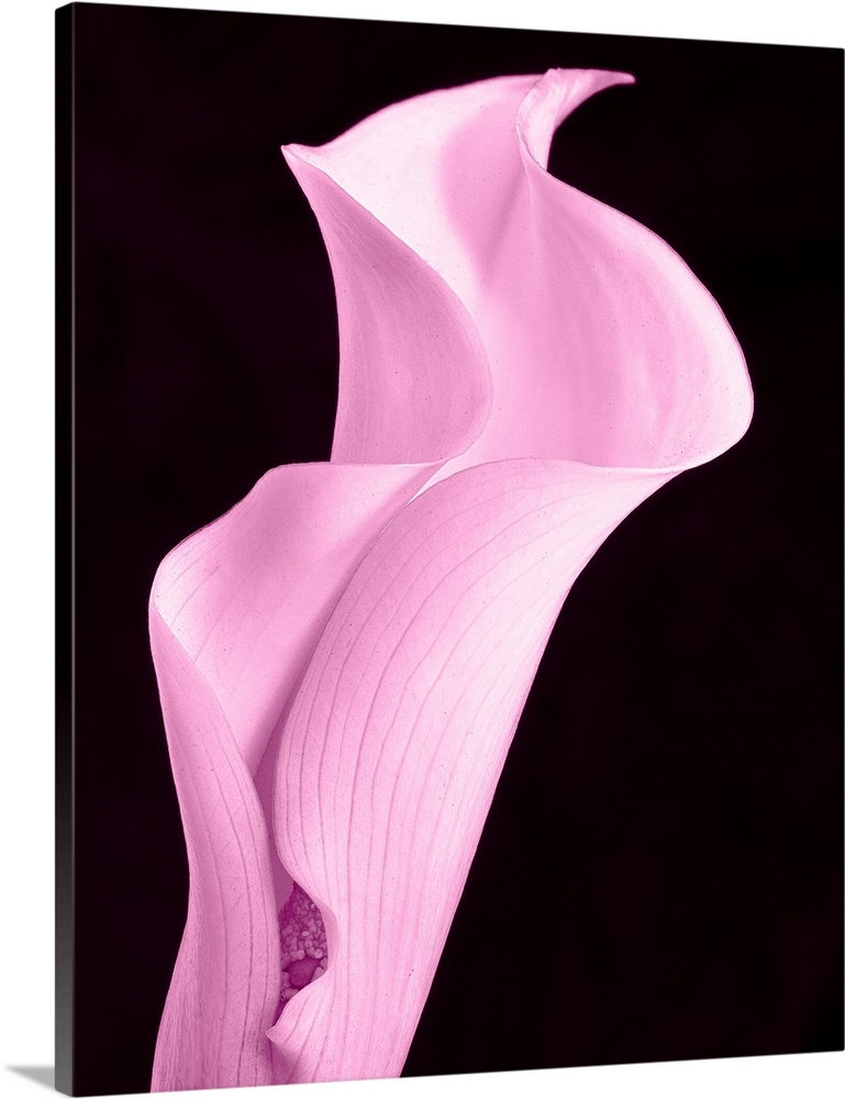 A contemporary close-up of a curvaceous sinuous Calla Lily flower toned in cool pale pink.