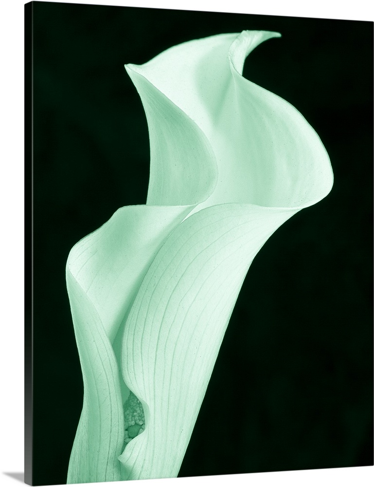 A contemporary close-up of a curvaceous sinuous Calla Lily flower toned in cool mint green.