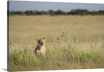 Lion Cub In The Long Grass