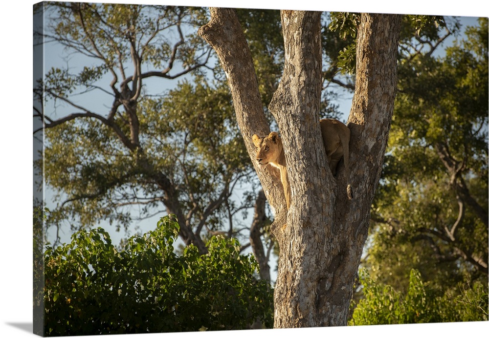 Lioness looks out from a tree in the Okavango Delta.