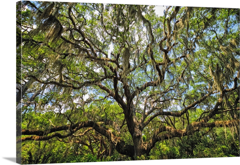 Live Oak Tree Canopy with Spanish Moss, Charleston, Sout Carolina.