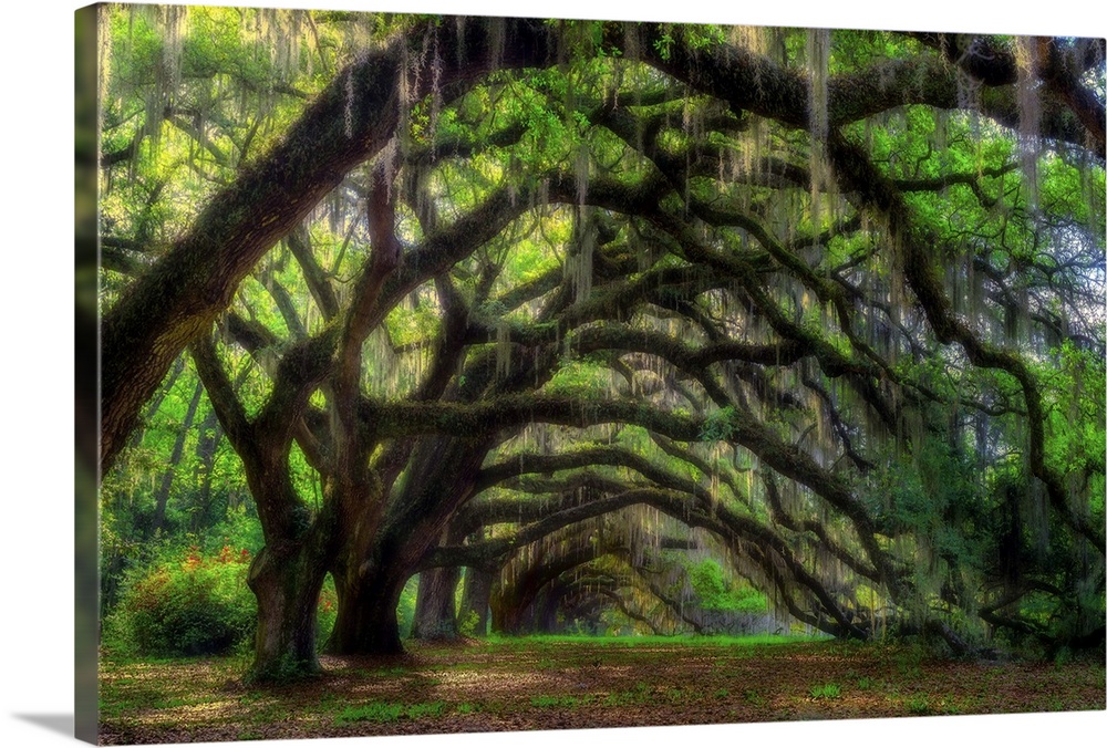 Arching live oak trees creating a shady tunnel in a forest in Charleston, South Carolina.